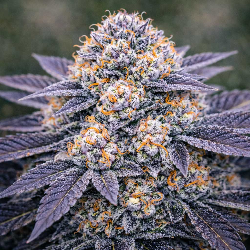 Ice Cream Runtz Strain
