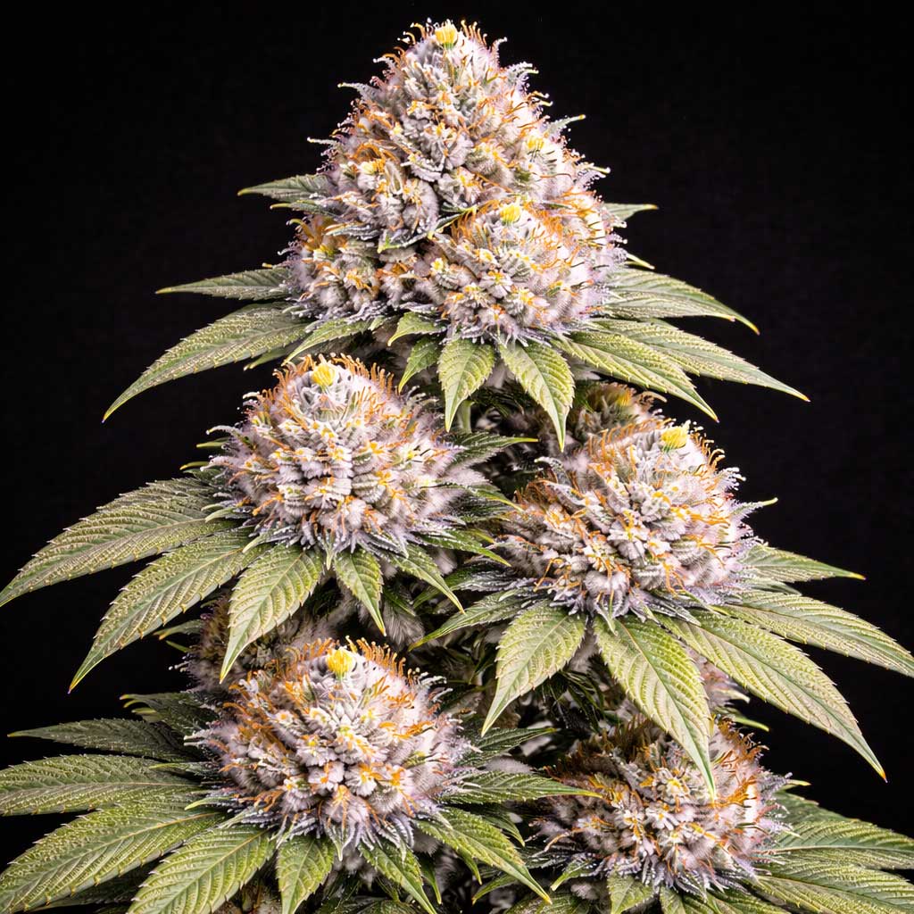 White Cherry Strain