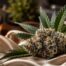 Premium cannabis flower representing the best cannabis strains for arousal.