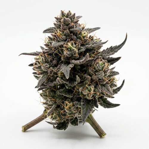 Black Maple cannabis Bud Close-up