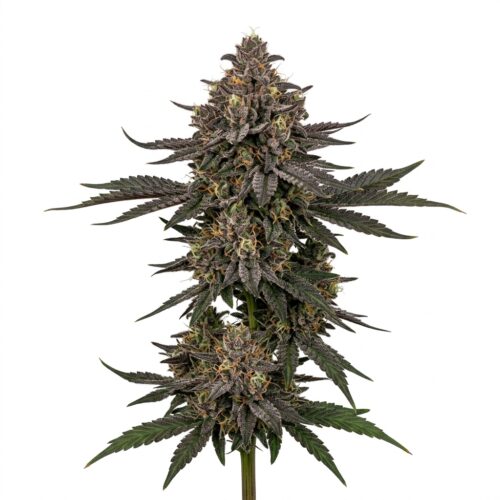 Black Maple cannabis Mature Flowering Cola