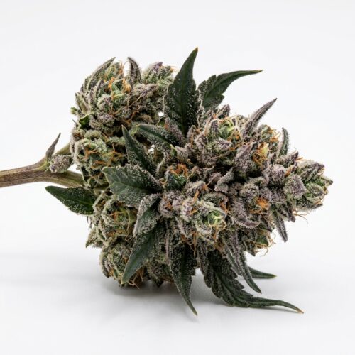 Blue Nerds cannabis Bud Close-up