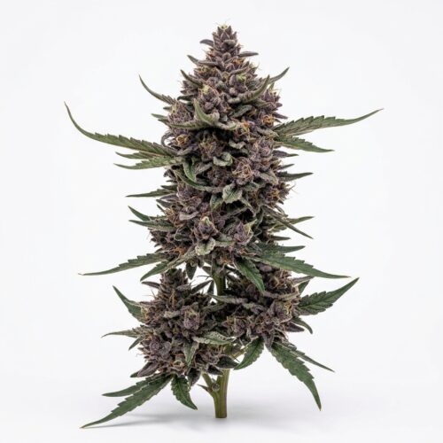 Blueberry Caviar cannabis Mature Flowering Cola