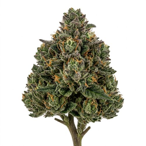 Brain Wash cannabis Bud Close-up