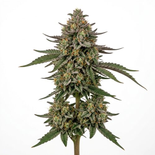 Brain Wash cannabis Mature Flowering Cola
