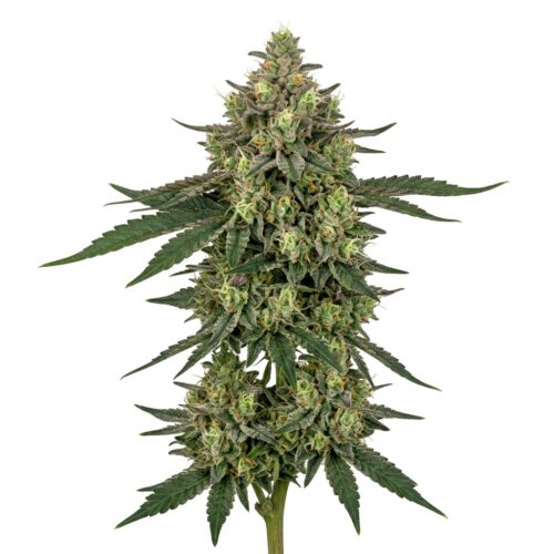 California Octane Triploid cannabis Mature Flowering Cola
