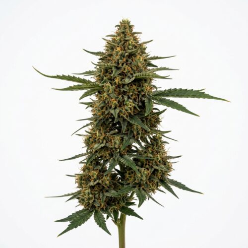 Cannatonic cannabis Mature Flowering Cola