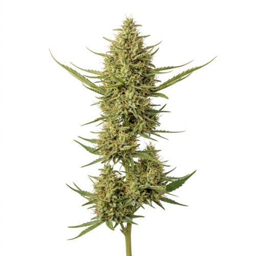 Charlotte’s Web cannabis Mature Flowering Cola