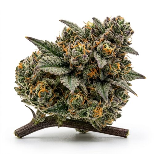 Cheddar Cheeze cannabis Bud Close-up