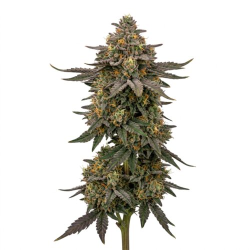 Cheddar Cheeze cannabis Mature Flowering Cola