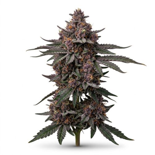 Cinnamon Milk cannabis Mature Flowering Cola