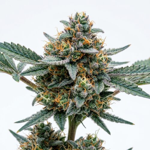 Cotton Candy Lobster cannabis Bud Close-up