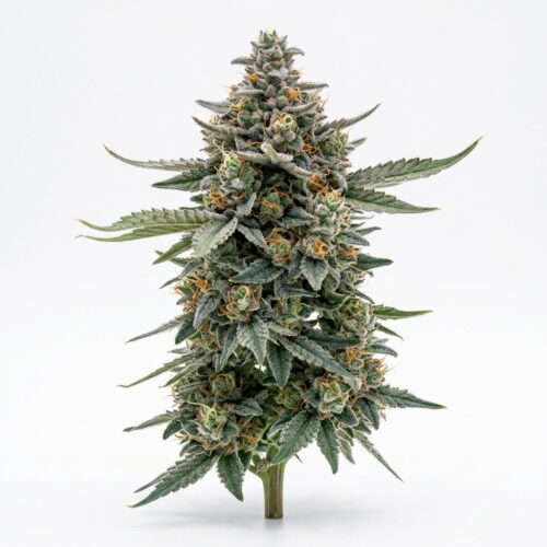 Cotton Candy Lobster cannabis Mature Flowering Cola