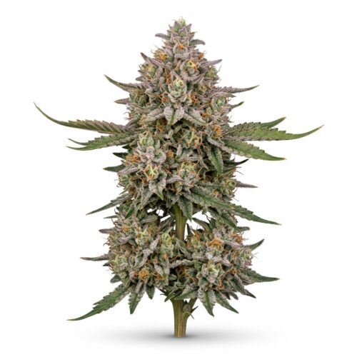 Cotton Candy Runtz cannabis Mature Flowering Cola