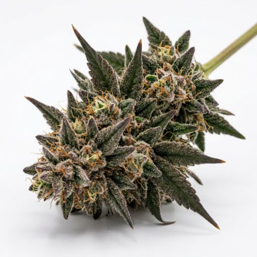 Crunch Berries cannabis Bud Close-up