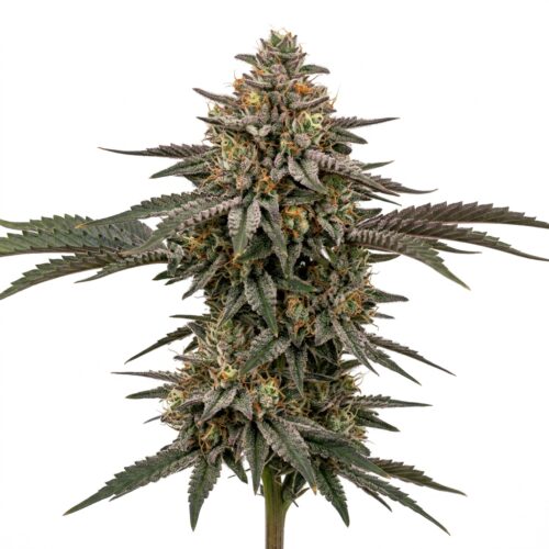 Crunch Berries cannabis Mature Flowering Cola