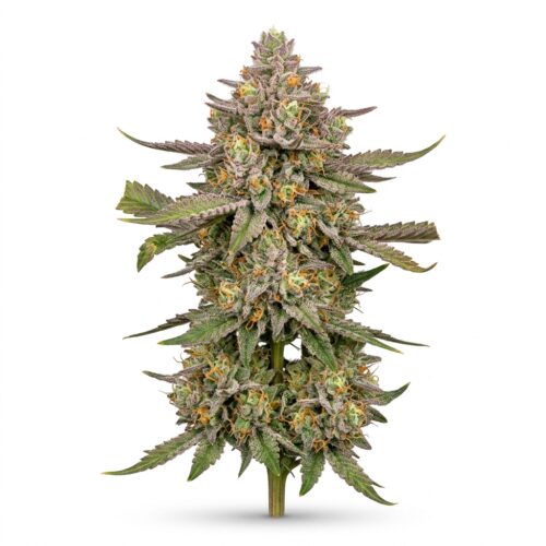 Disco cannabis Mature Flowering Cola