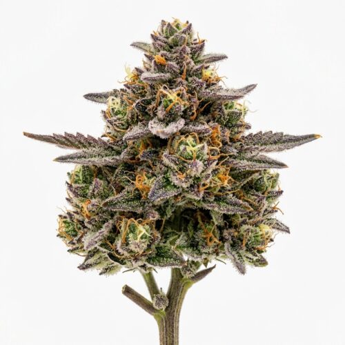 Dosido cannabis Bud Close-up