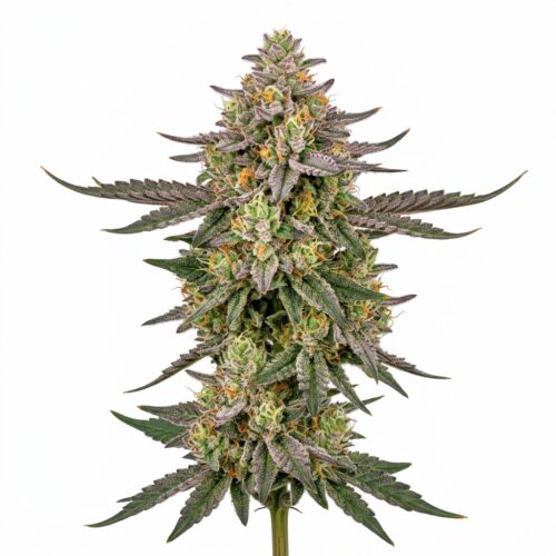 Dosido cannabis Mature Flowering Cola
