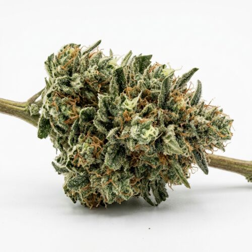 Frosted Volcano cannabis Bud Close-up