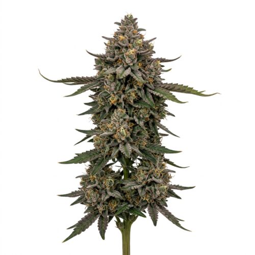 GARLIC BUDDER cannabis Mature Flowering Cola