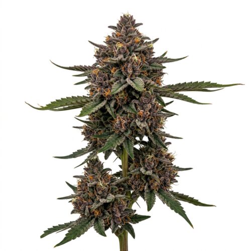 Glitter Bomb cannabis Mature Flowering Cola