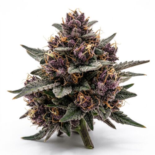 Hyper Za cannabis Bud Close-up