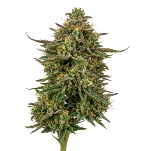 Kingston Punch cannabis Bud Close-up