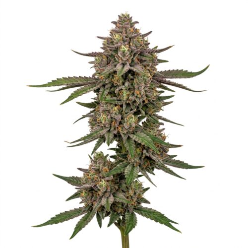Kombucha cannabis Mature Flowering Cola