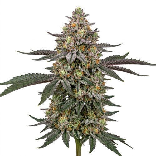 Melted Strawberries cannabis Mature Flowering Cola