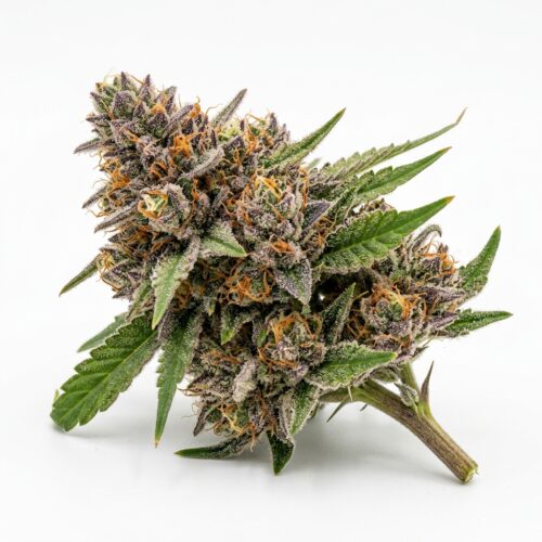 Mimosa cannabis Bud Close-up