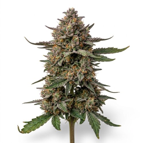 Mint Jelly Auto cannabis Mature Flowering Cola