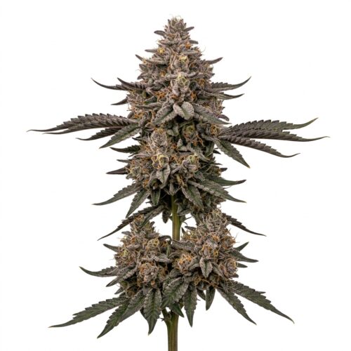 Modified Grapes cannabis Mature Flowering Cola