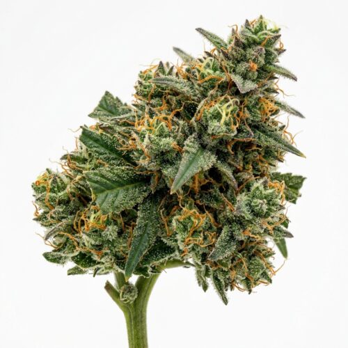 OG Triploid cannabis Bud Close-up