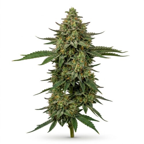 OG Triploid cannabis Mature Flowering Cola