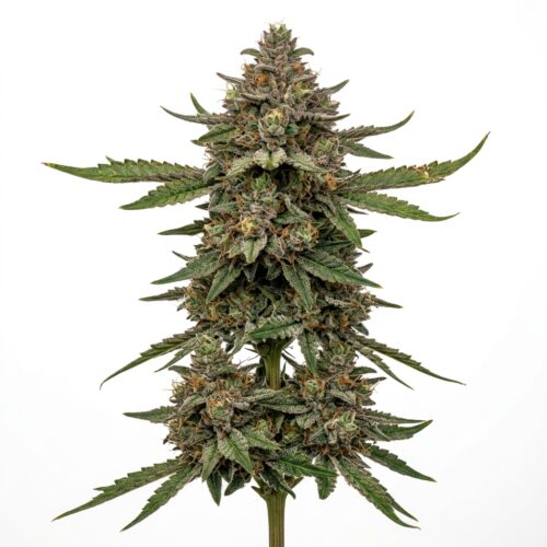 One Piece cannabis Mature Flowering Cola