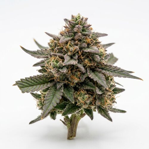 Pennywise cannabis Bud Close-up
