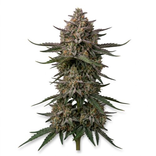 Pennywise cannabis Mature Flowering Cola