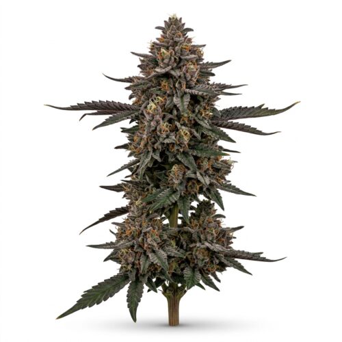 Permanent Shade cannabis Mature Flowering Cola