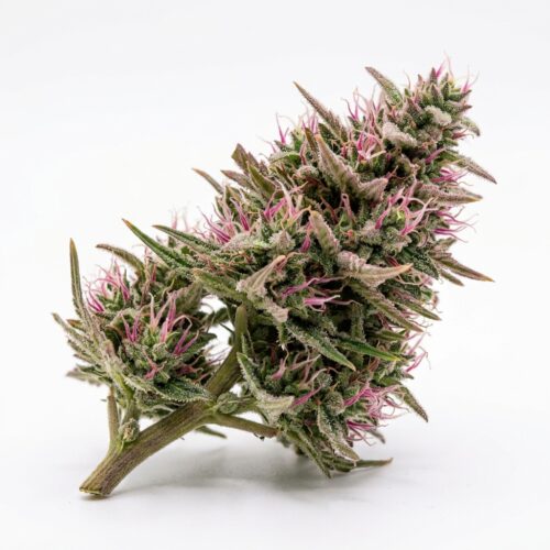 Pink Boost Goddess cannabis Bud Close-up