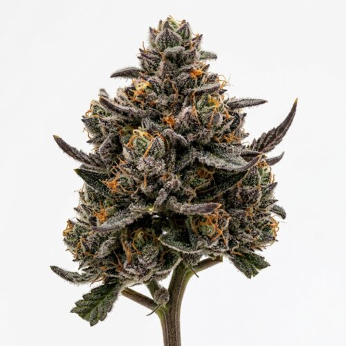 Platinum Cookies cannabis Bud Close-up
