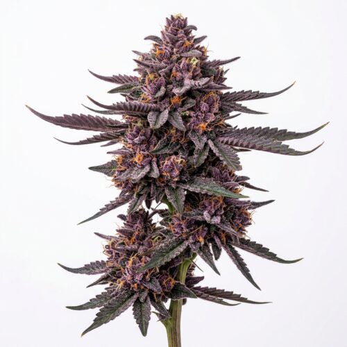 Purple Headies cannabis Mature Flowering Cola