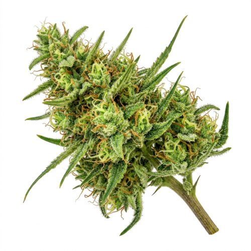 Ringo’s Gift cannabis Bud Close-up