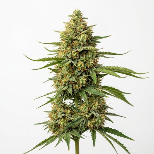 STOOPID FRUITS cannabis Mature Flowering Cola