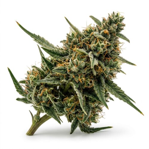 SWAYZE cannabis Bud Close-up