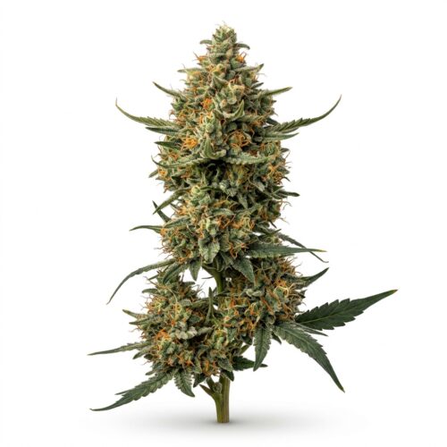 SWAYZE cannabis Mature Flowering Cola