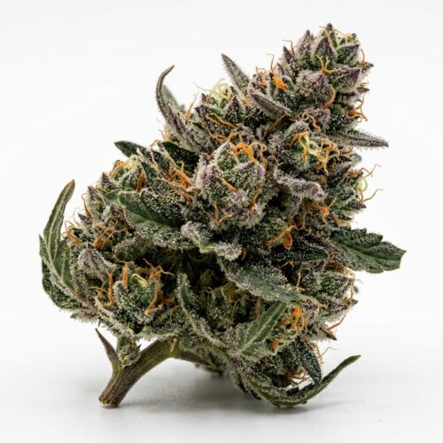 Slapz cannabis Bud Close-up
