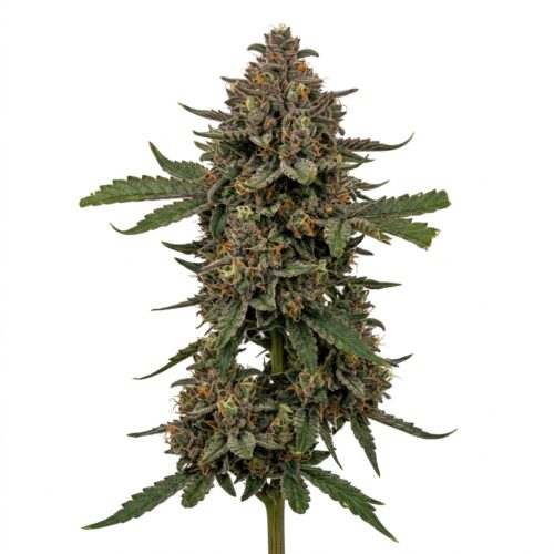 Slapz cannabis Mature Flowering Cola