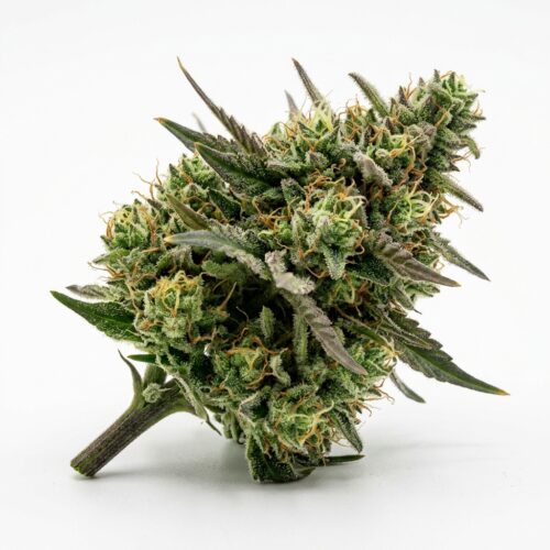 Sour Tsunami cannabis Bud Close-up