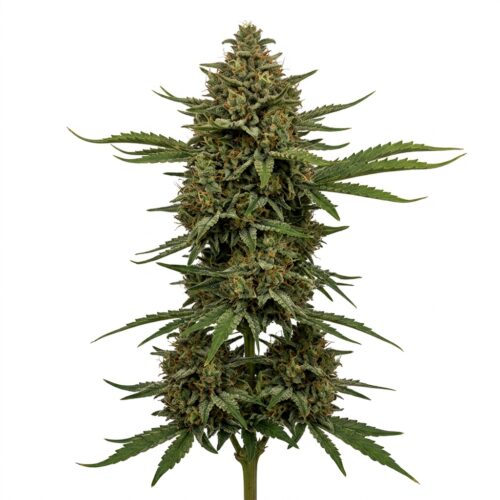 Suzy Q cannabis Mature Flowering Cola